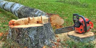 How Our Tree Care Process Works  in  Brunswick, GA