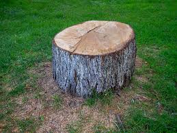 Best Commercial Tree Services  in Brunswick, GA