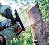 Best Firewood Processing and Delivery  in Brunswick, GA