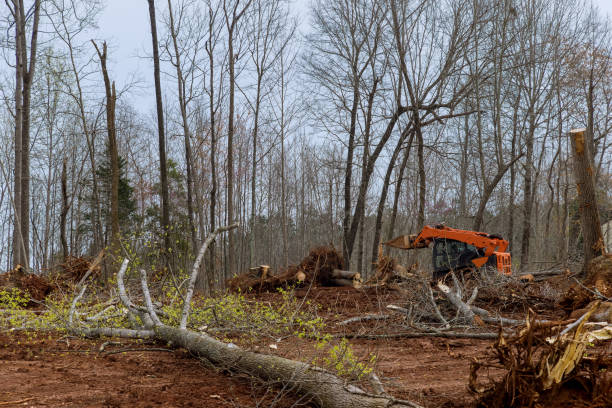 Professional Tree Care in Brunswick, GA
