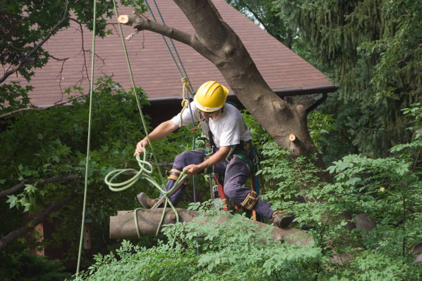 Best Leaf Removal  in Brunswick, GA