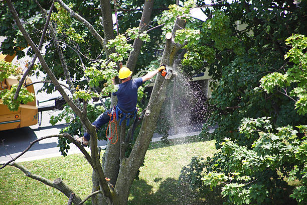 Best Hedge Trimming  in Brunswick, GA