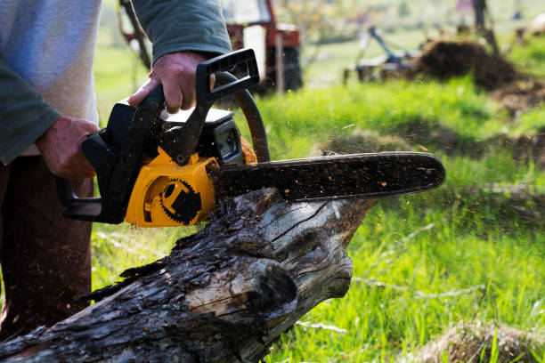 Best Lawn Renovation and Restoration  in Brunswick, GA