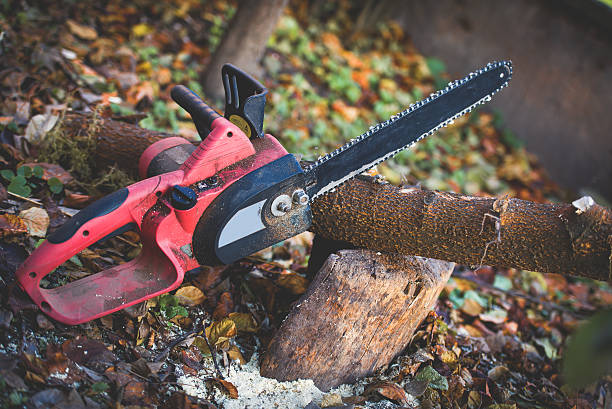 Best Tree Removal  in Brunswick, GA