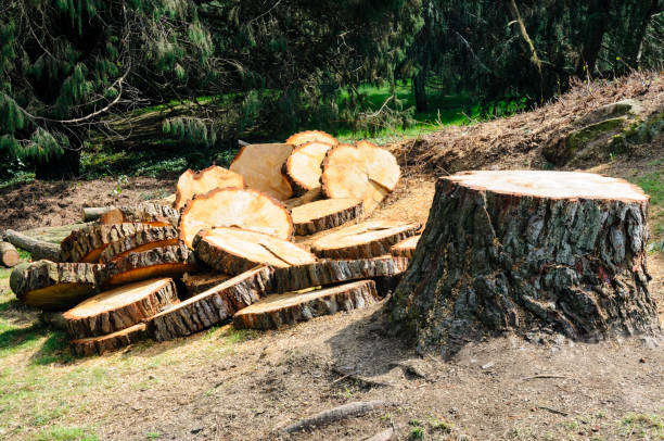 Best Tree Health Inspection  in Brunswick, GA